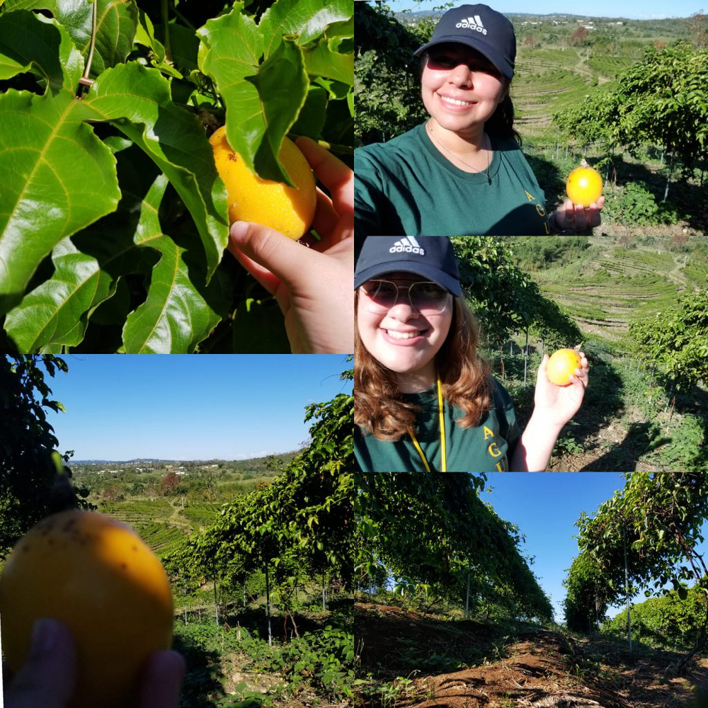 La Dra. Martiza Pagán y once estudiantes de la Asociación en Desarrollo Empresarial y Gerencial visitaron la Finca Pura Parcha en San Sebastián, P.R.